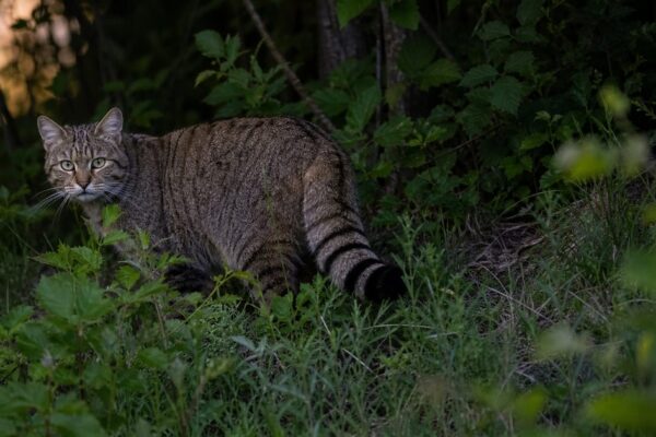 De wilde kat van dichtbij: hoe leeft deze geheimzinnige jager in de natuur?