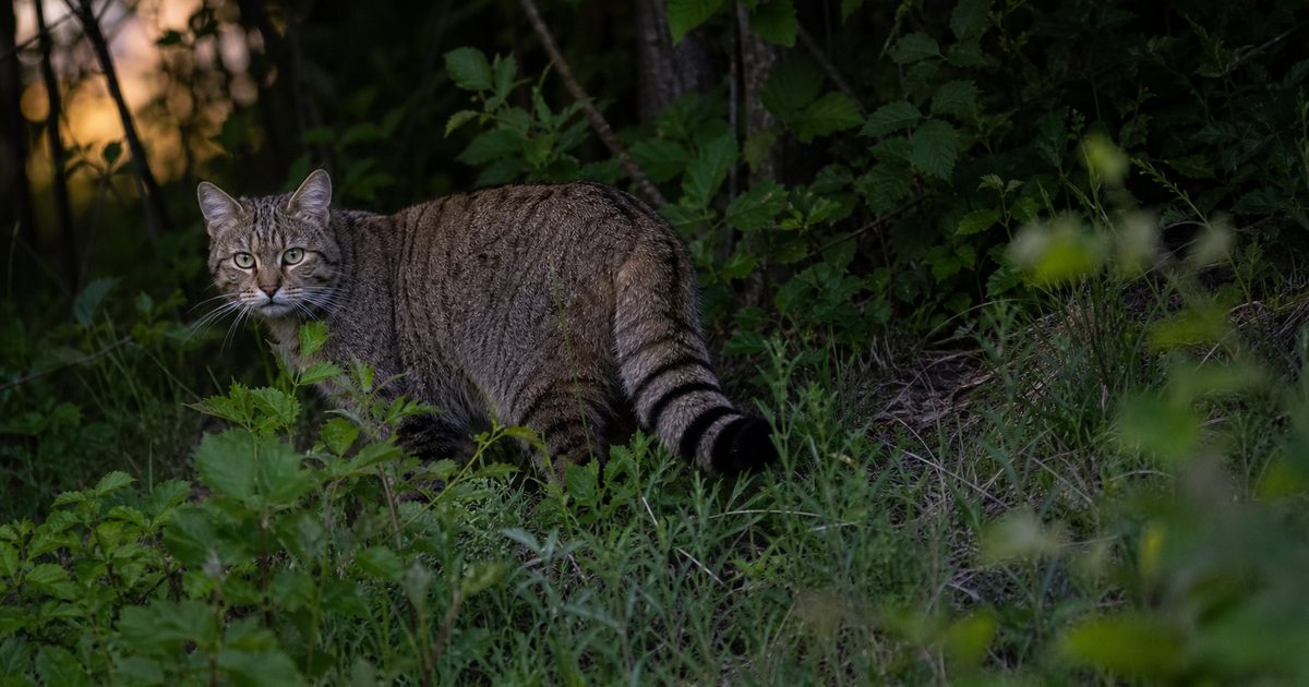 De wilde kat van dichtbij: hoe leeft deze geheimzinnige jager in de natuur?