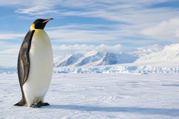 Wat maakt de keizerspinguïn zo bijzonder? Over kou, kuikens en overleven op Antarctica