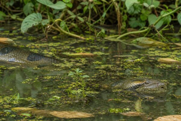 Hoe groot wordt een anaconda? Feiten over een van de zwaarste slangen ter wereld