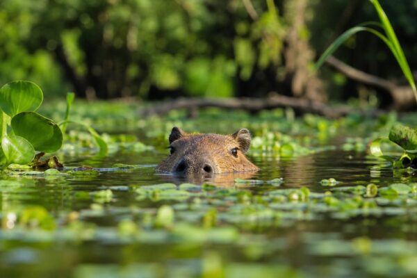 De capibara uitgelegd: waarom leeft dit grootste knaagdier ter wereld zo graag in en rond het water?