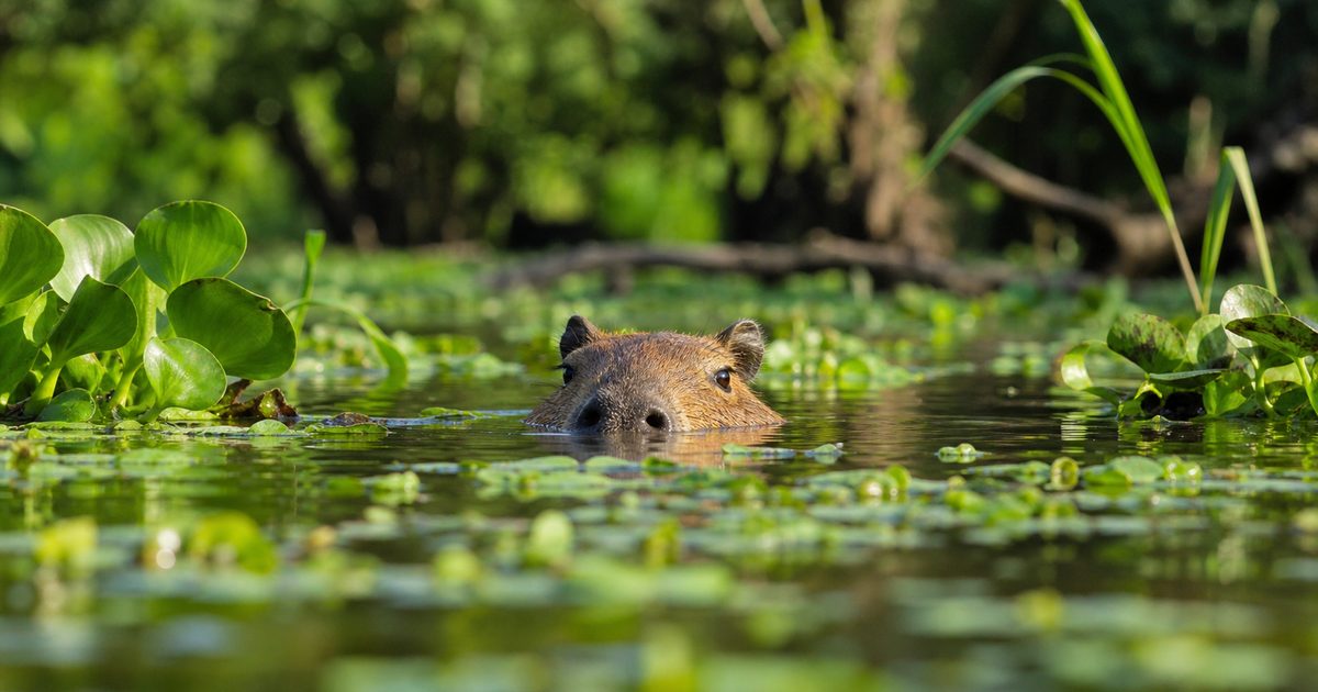 De capibara uitgelegd: waarom leeft dit grootste knaagdier ter wereld zo graag in en rond het water?