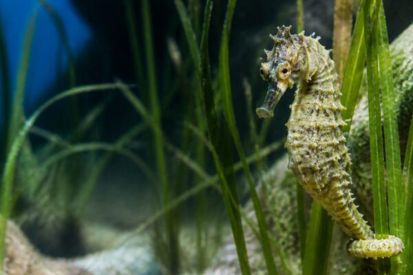 De zeepaardje uitgelegd: hoe kan een vis rechtop zwemmen en waarom draagt het mannetje de jongen?