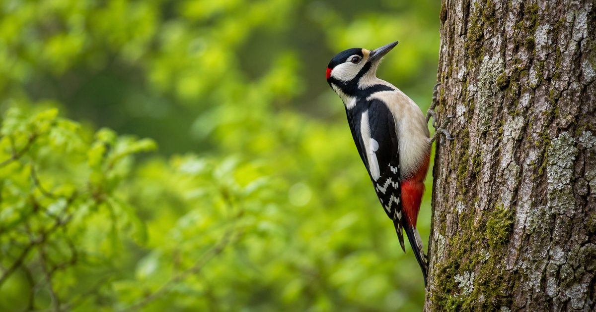Specht soorten op een rij: zo herken je de bekendste spechten