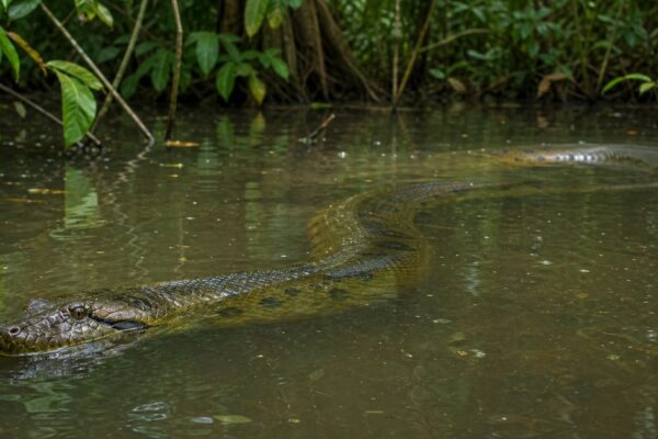 Grootste anaconda ooit: hoe groot kan een anaconda echt worden?