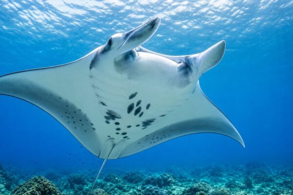 De reuzenmanta: hoe leeft deze vriendelijke reus van de oceaan?