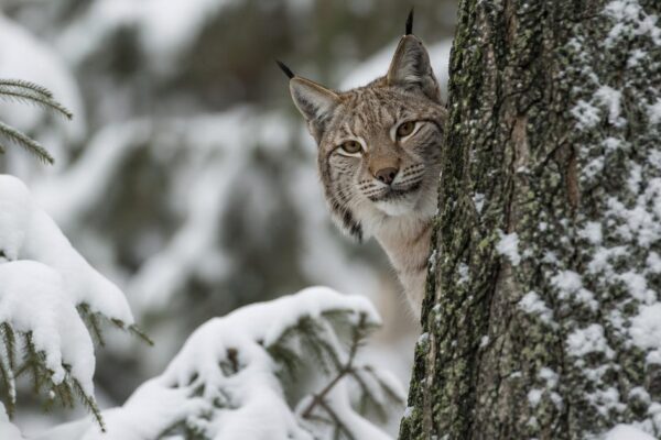 Lynx dier: alles over uiterlijk, leefgebied en jachtgedrag