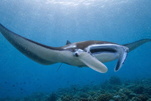 De mantarog van dichtbij: hoe groot wordt hij en wat eet hij?