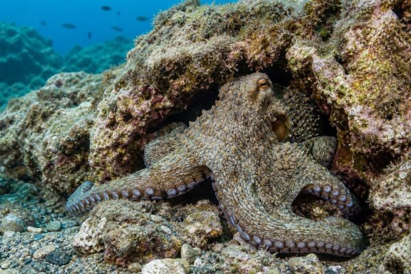 Hoeveel harten heeft een octopus? Dit maakt de octopus zo bijzonder