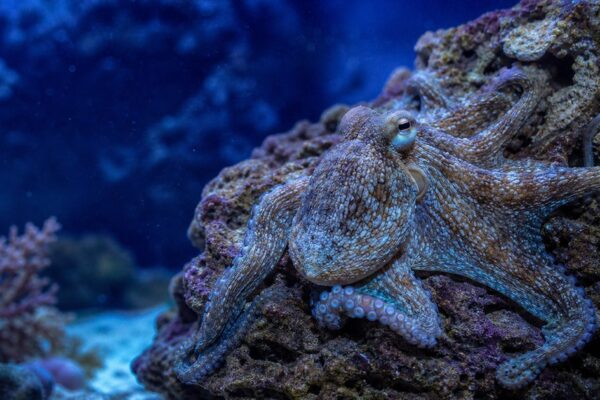 Hoe oud wordt een octopus en waarom leeft dit slimme zeedier zo kort?
